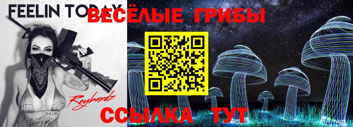 Псилоцибиновые грибы Psilocybe Мончегорск